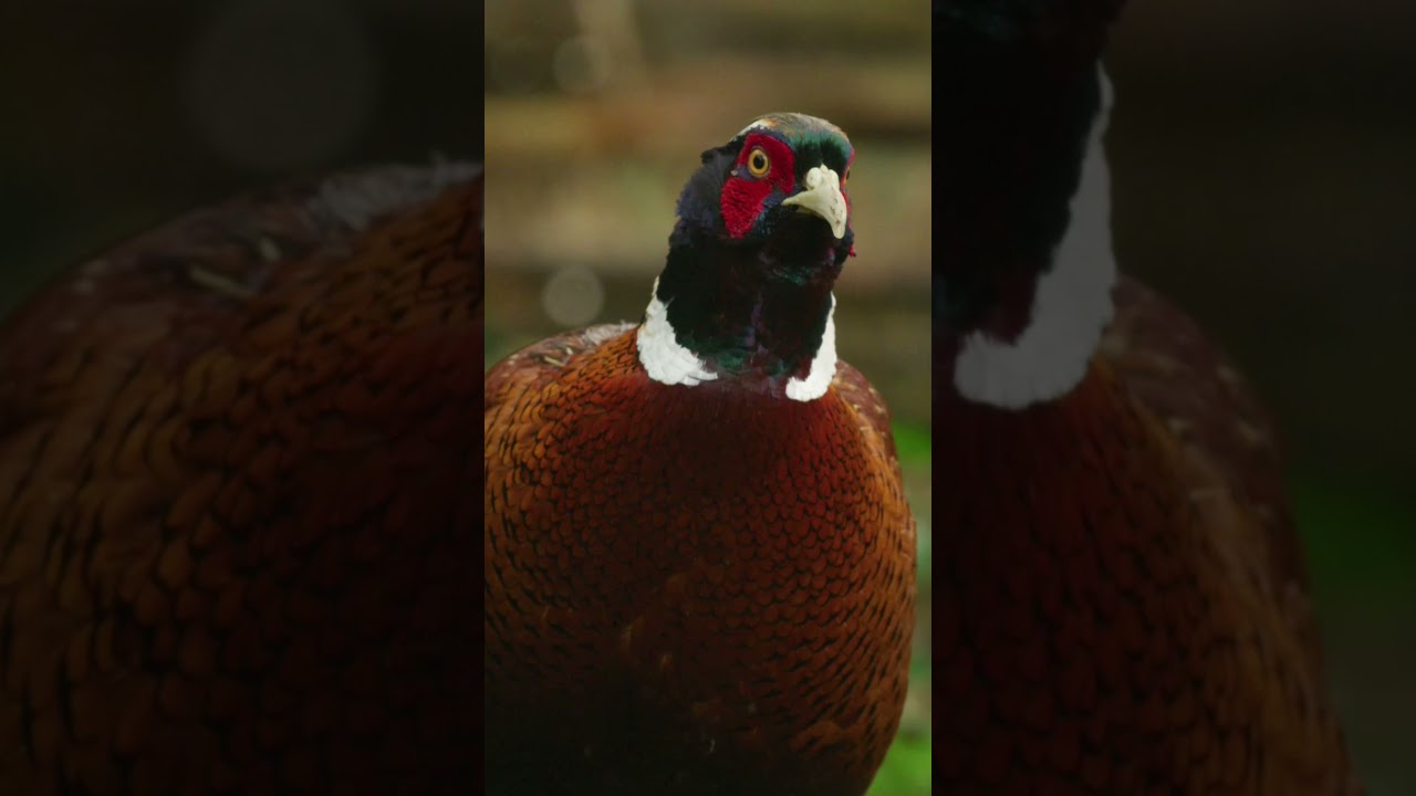 Ring-Necked Pheasant Species Guide: Appearance, Diet, Habitat, Behavior,, And Conservation Status