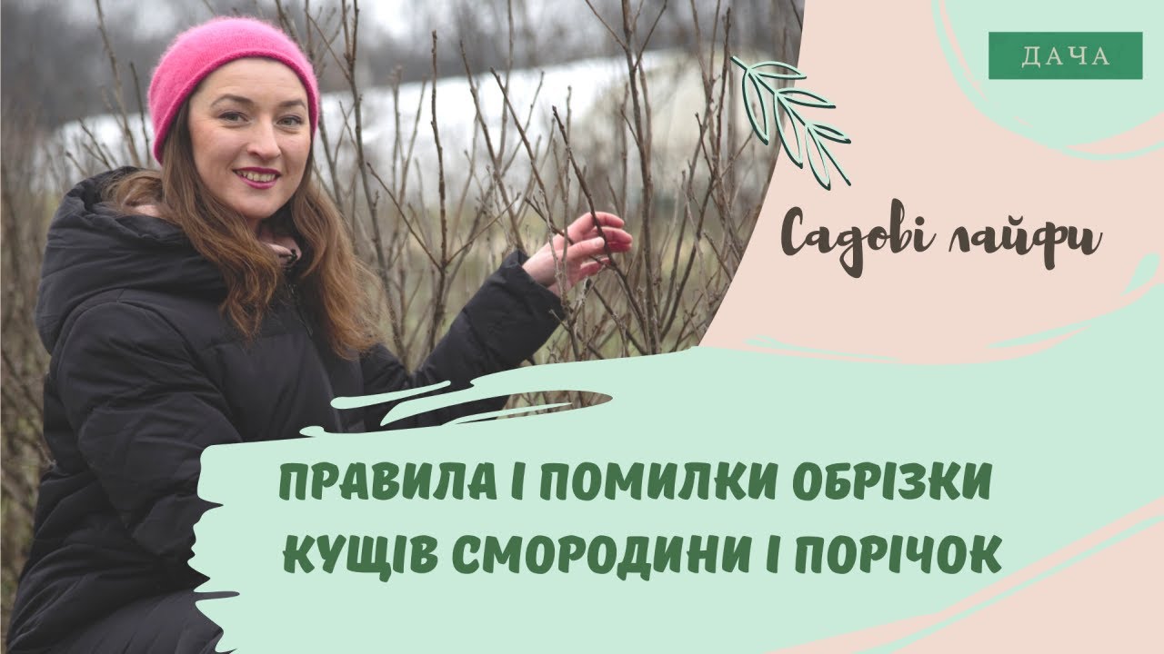Правила і Помилки Обрізки Кущів Смородини і Порічок.