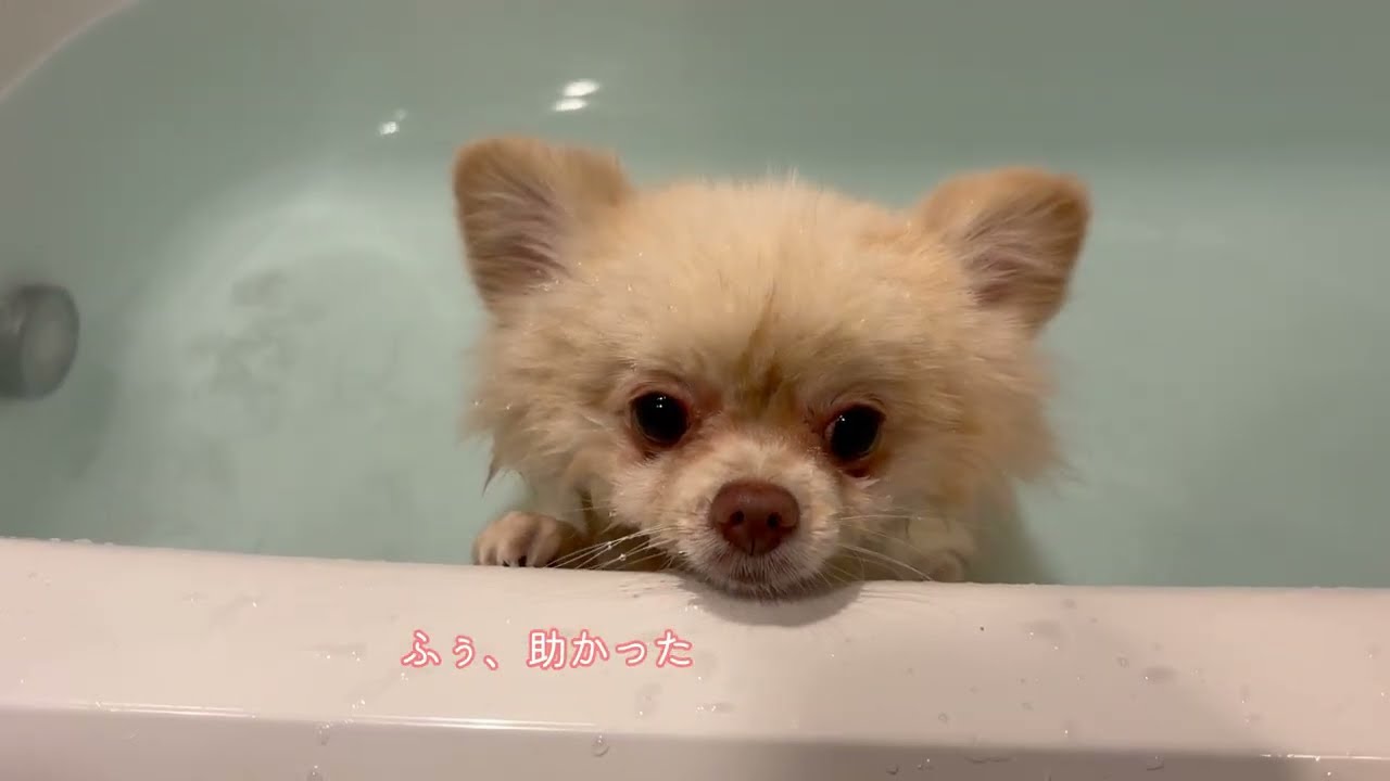 【年末年始】食べ過ぎて太っちゃった…🐶｜ケーキ、初詣、연말연시는 강아지도 살이 찝니다