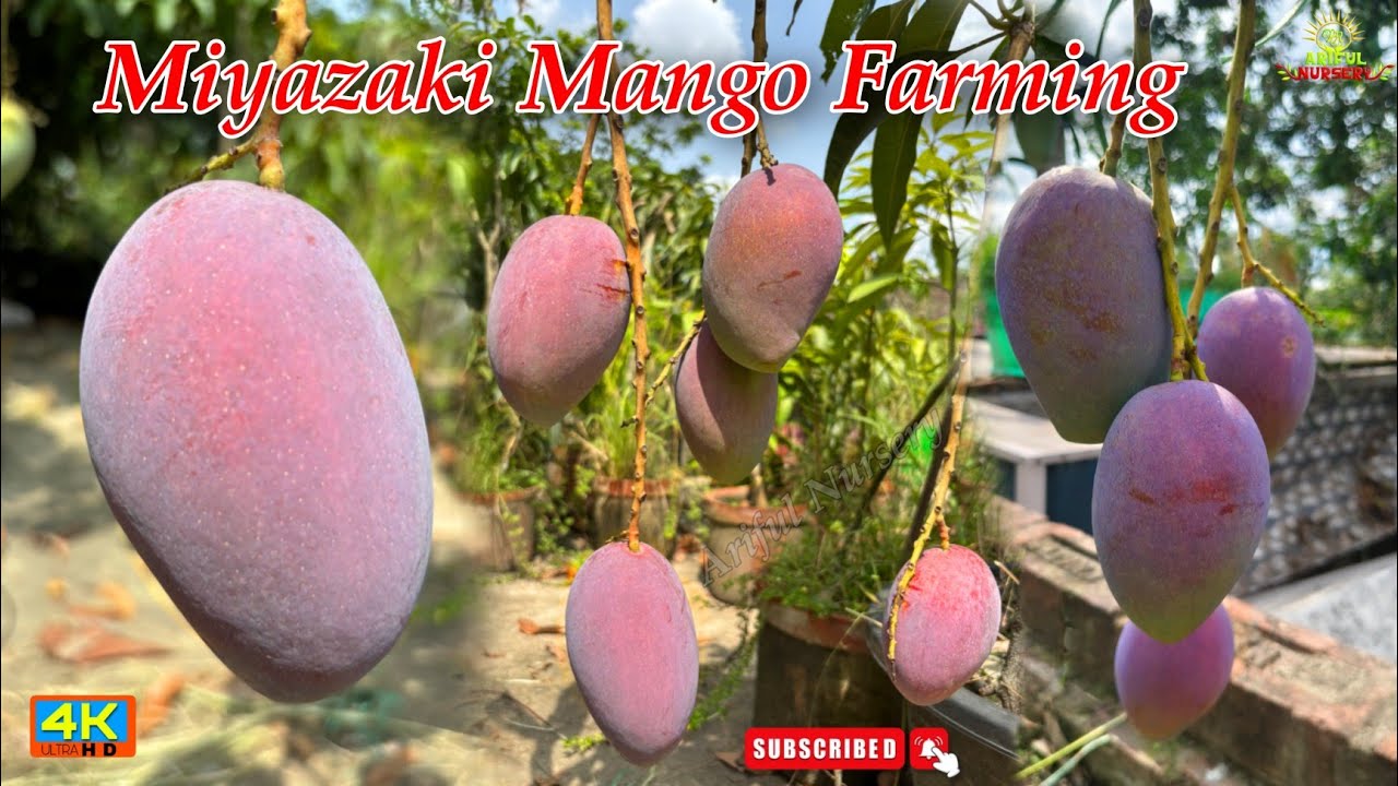 Miyazaki Mango Farming in india original plant available