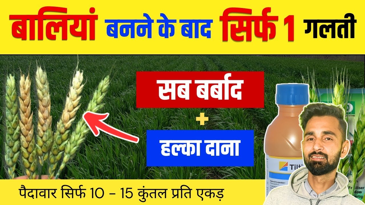 सिर्फ 1 गलती और गेहूं की फसल बर्बाद | बालियां खराब, दाना हल्का