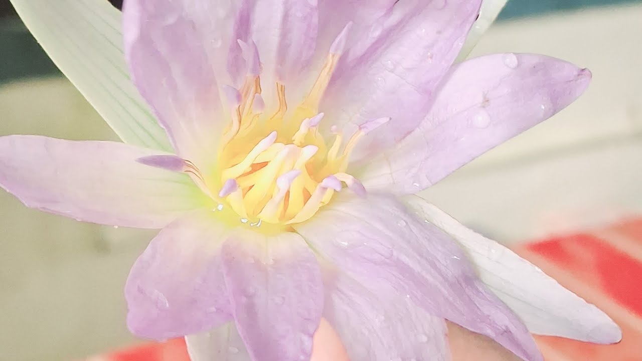 Jesus walk with me....