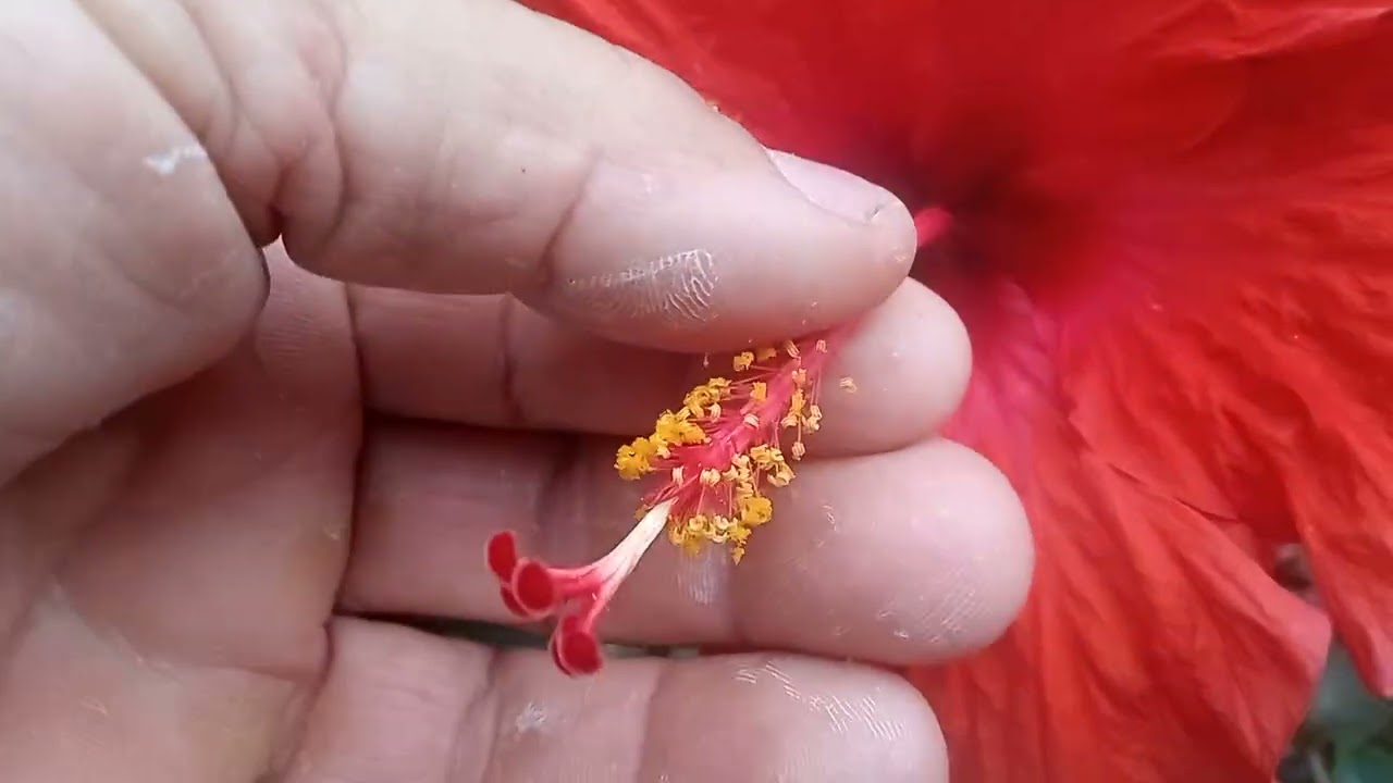  Hoje eu fiquei emocionado pessoal fazendo esse vídeo Vejam só 