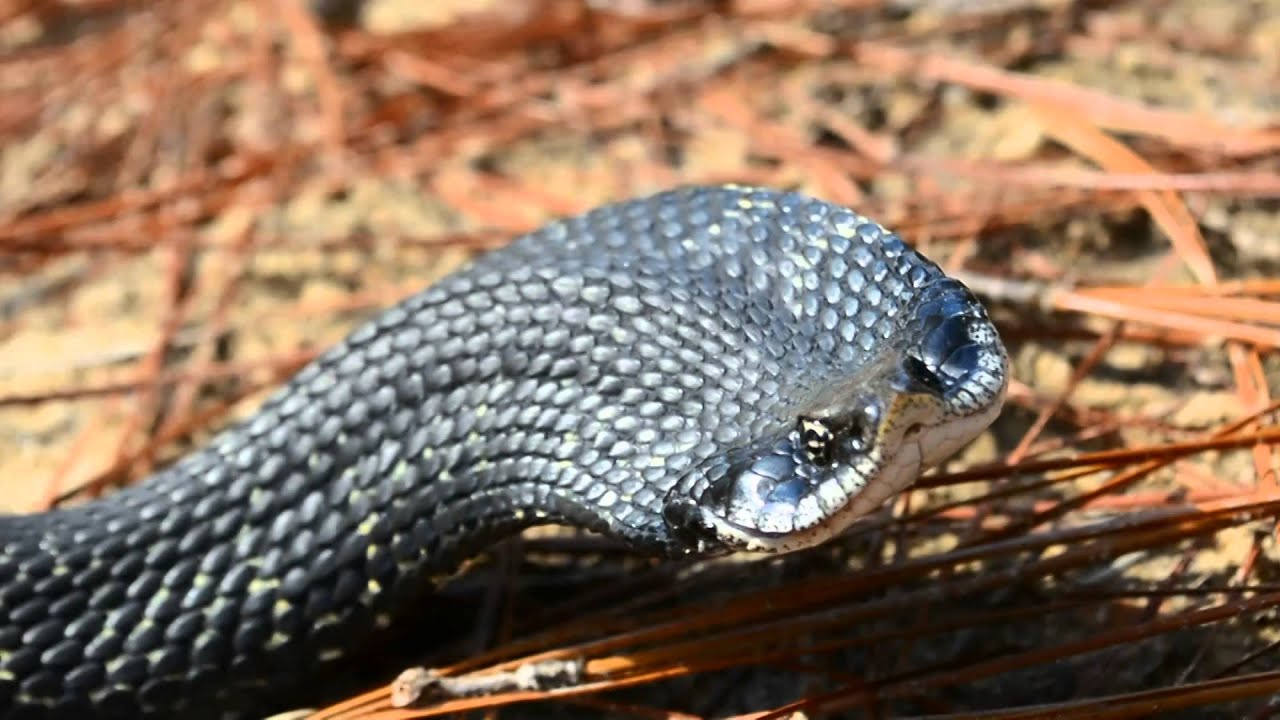 Harmless Eastern Hognose Snake 