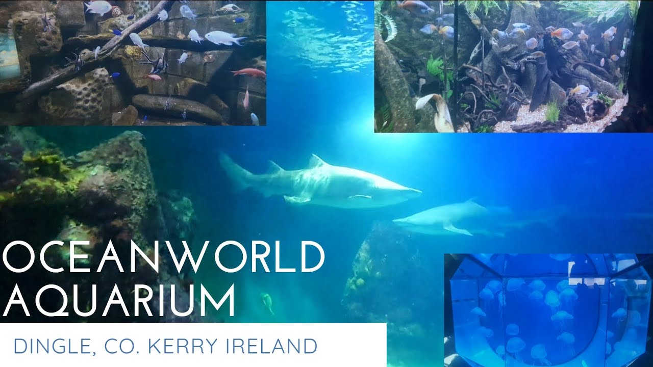 Oceanworld aquarium a small trip. Dingle, Co. Kerry Ireland