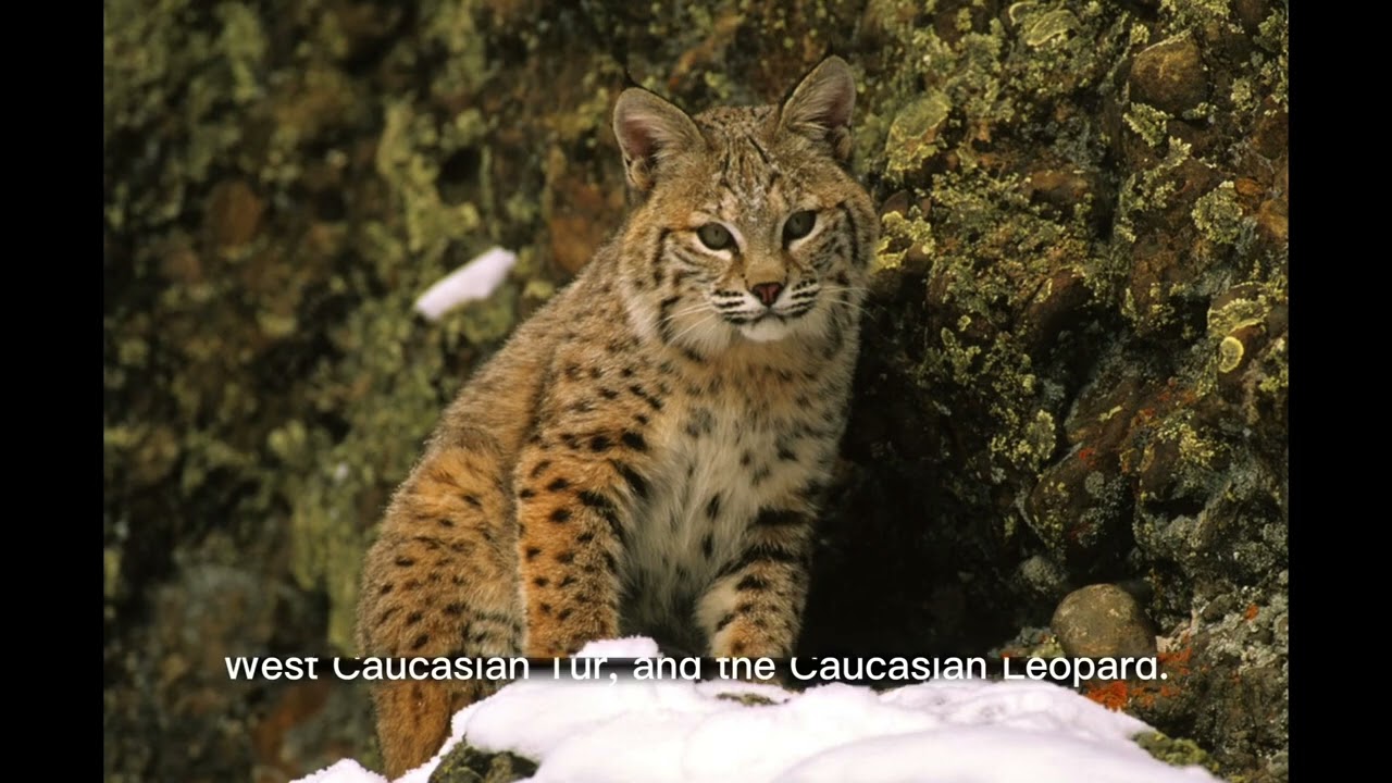 Caucasus Mountains: The Natural Bridge Between Europe and Asia || Chronicles of fame