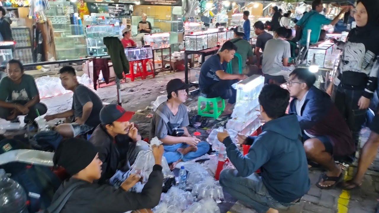 LAPAK IKAN CUPANG GIANT || MURAH DAN BERKUALITAS JATINEGARA