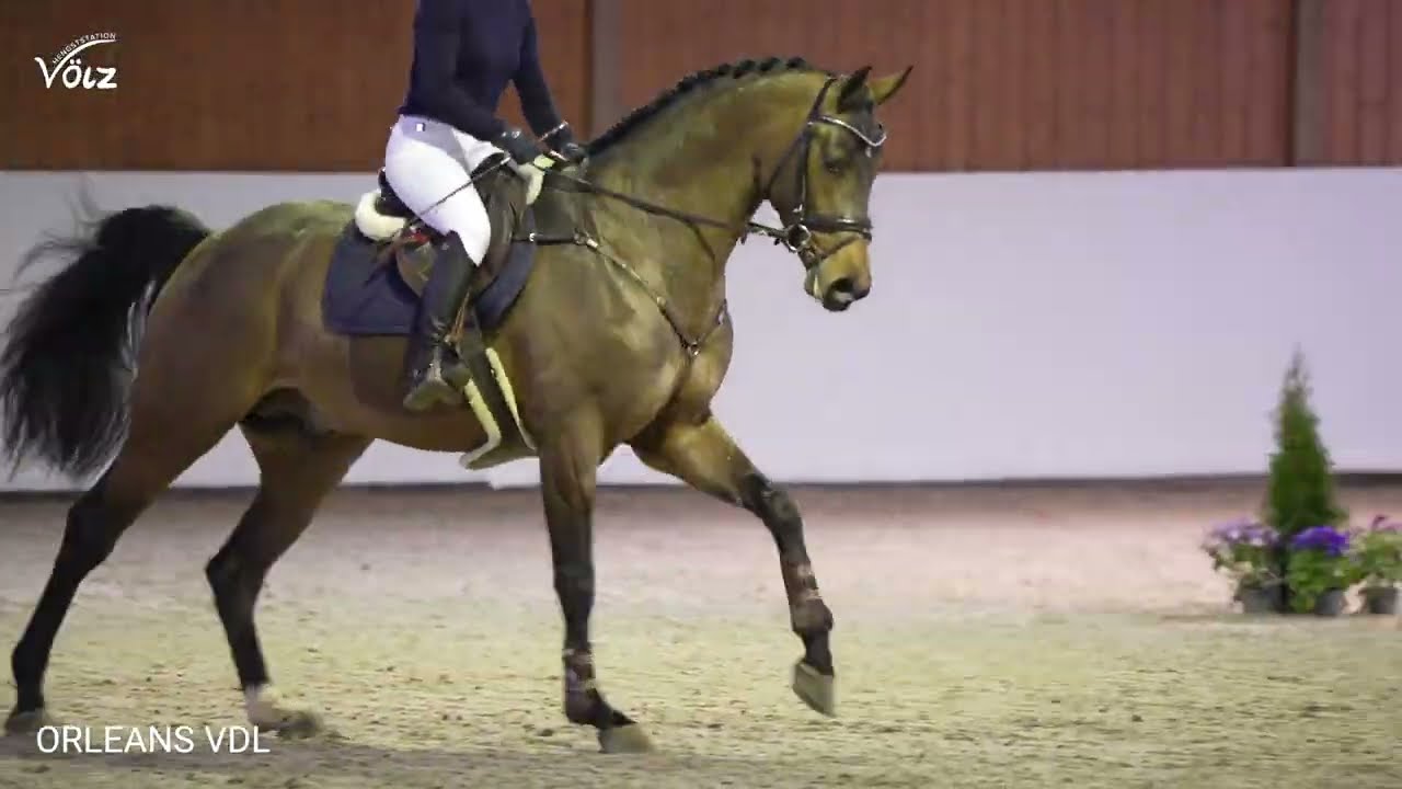 Orleans VDL (Conthargos / Heartbreaker / Carthago)