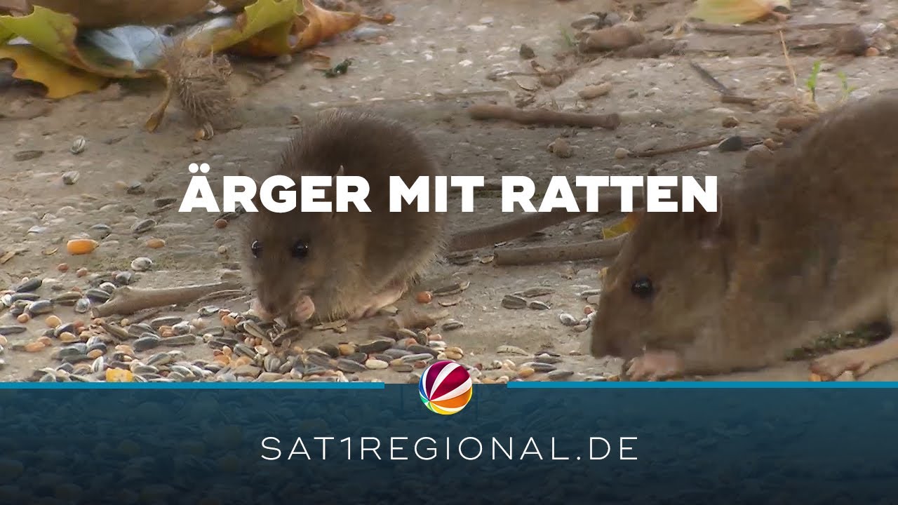 Taubenfütterung in Bremen artet aus und lockt Ratten an