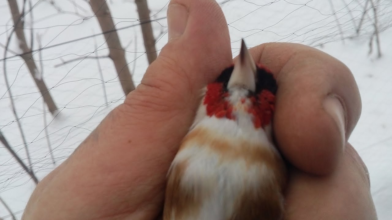 Ловля щеглов.Начало пролёта.Белобородый .