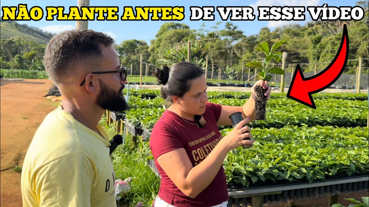 MUDAS DE CAFÉ DE ALTA QUALIDADE TUDO QUE VOCÊ PRECISA SABER 🌱