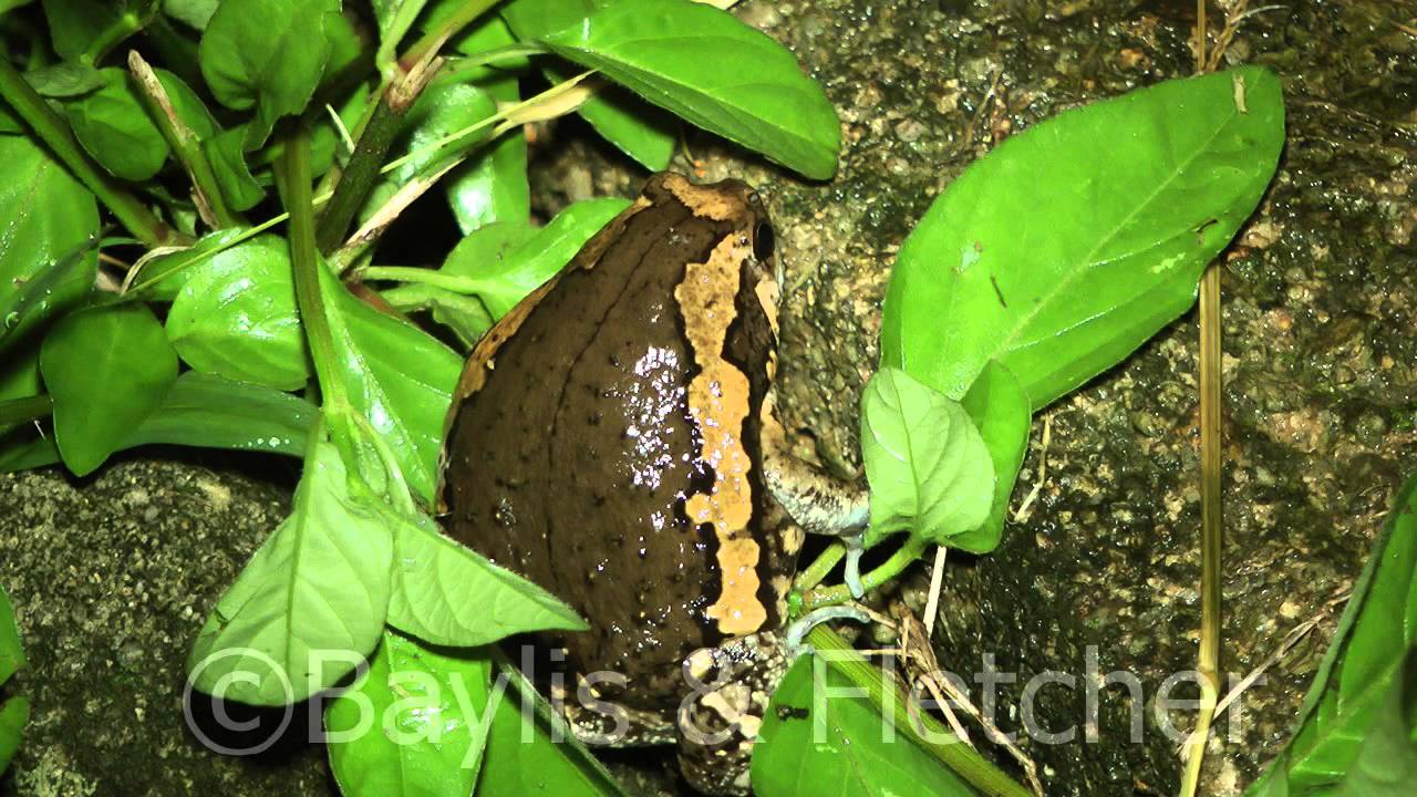 Common Asian Bullfrogs (Kaloula pulchra), Malaysia. 20150508_234912.m2ts