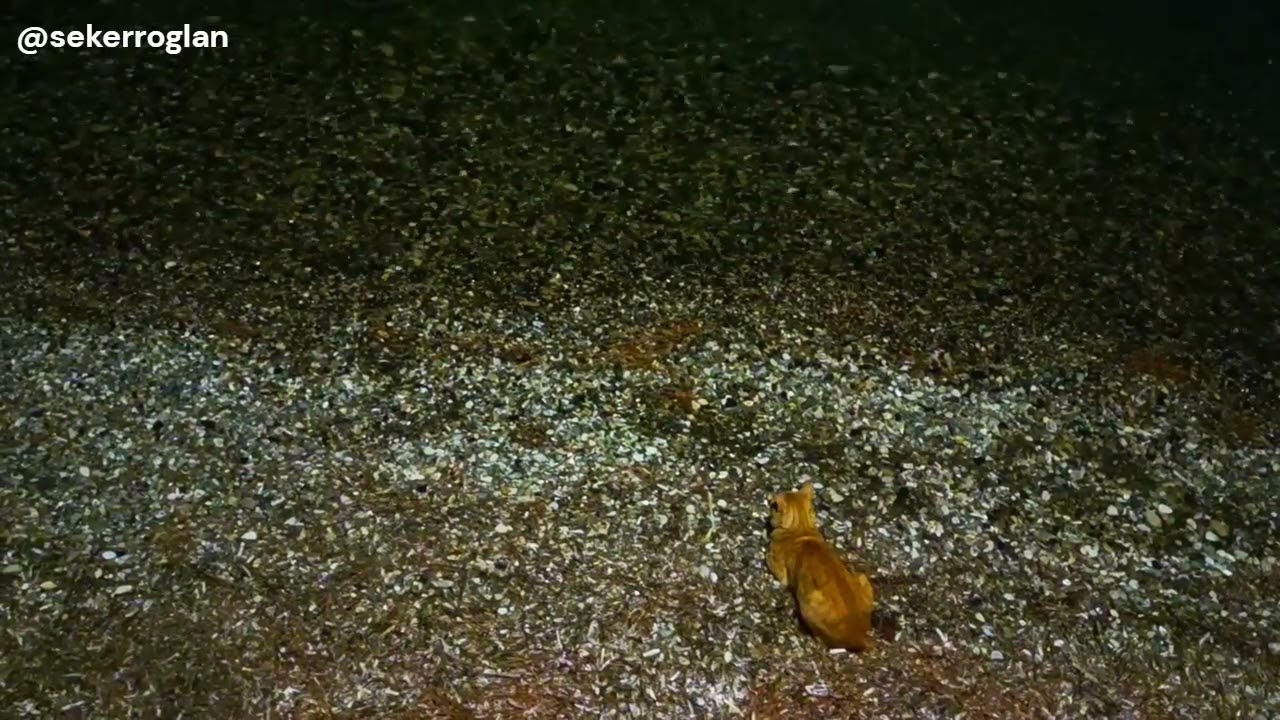 Dengiboz ile Beybörek MASALI