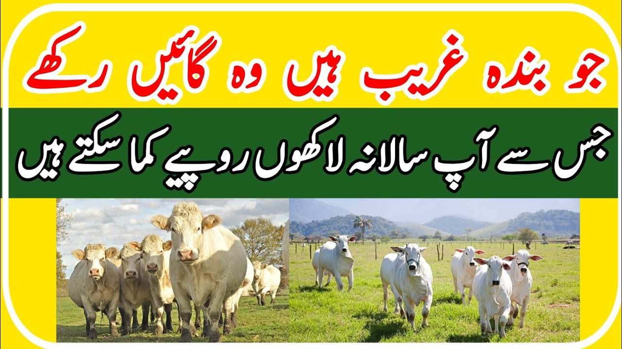 How to start cattle business. How to start neeli Ravi buffalo business. Bakra Mandi