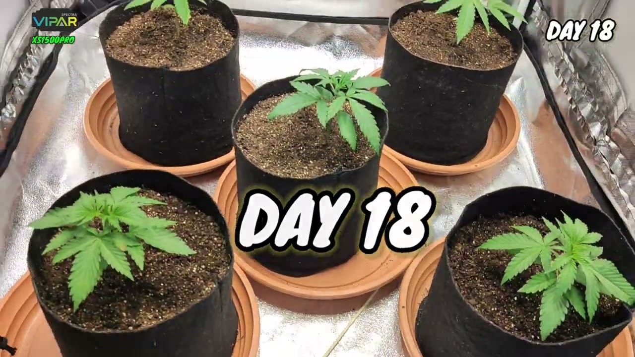 BOMBAGROWER : 3 WEEK VIPARSPECTRA XS1500PRO LEDGROWLIGHT TODO PASSO A PASSO, PLANTAS CULTIVO INDOOR