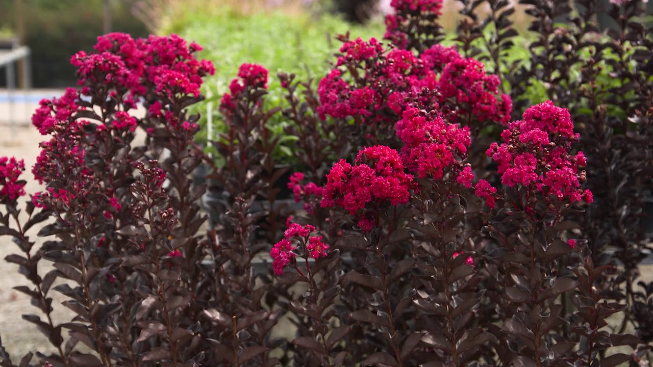 The Garden Gurus -  Diamonds in the Dark Crepe Myrtles