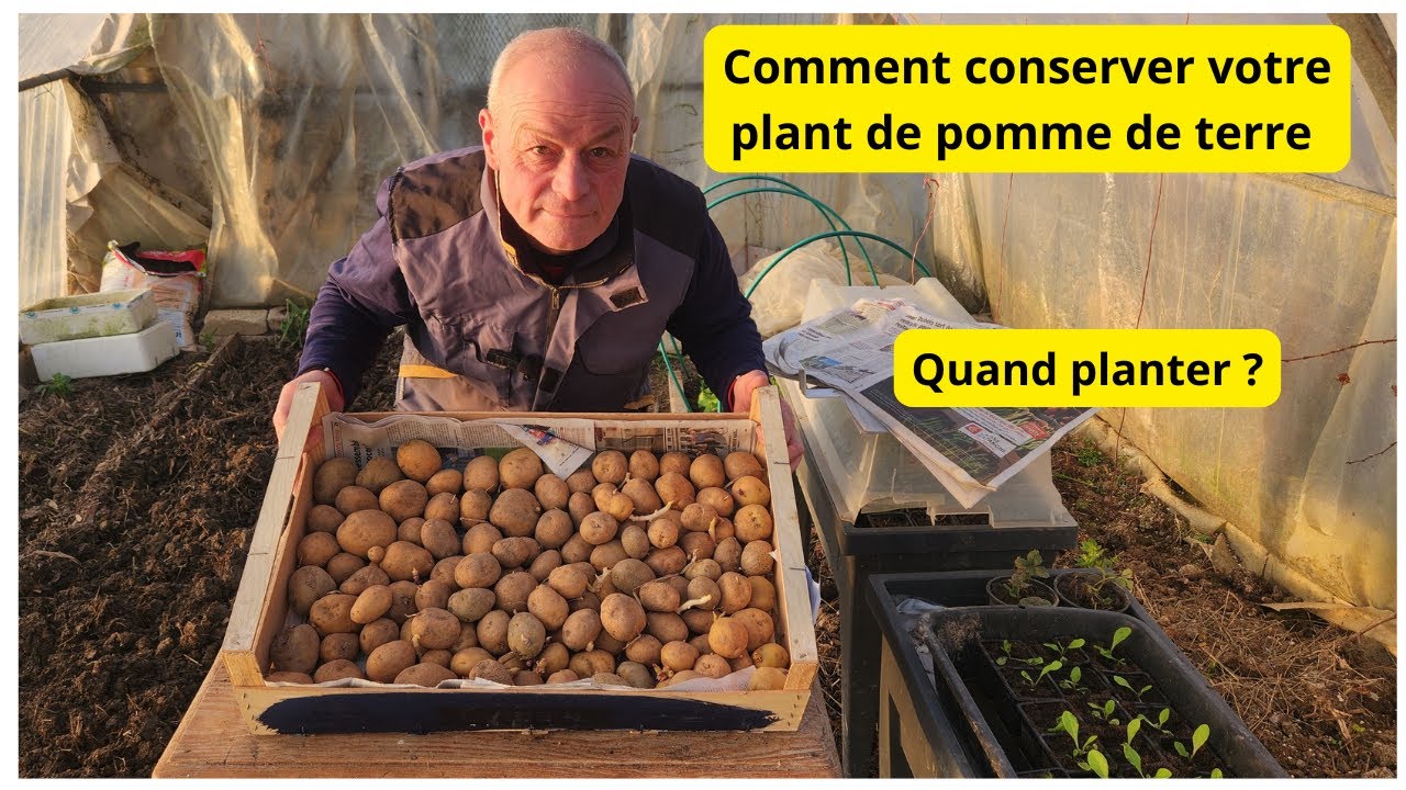 comment faire votre propre plant de pomme de terre ? et les conserver !
