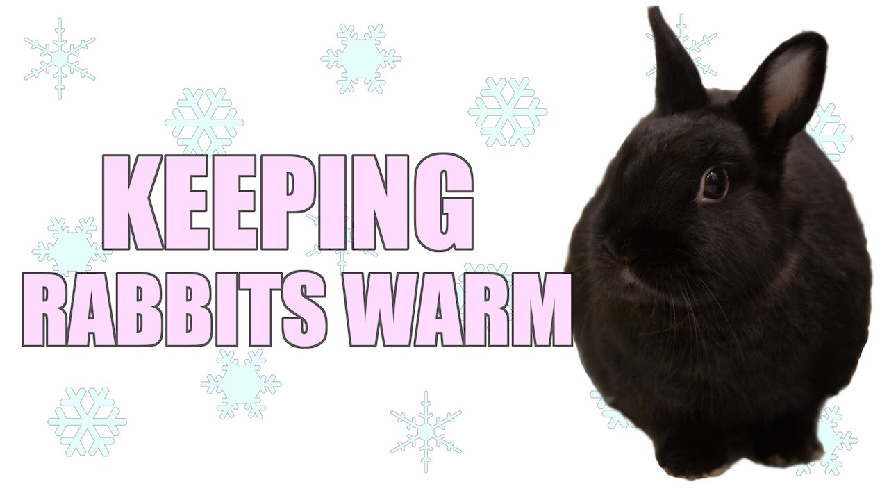 Keeping Rabbits Warm