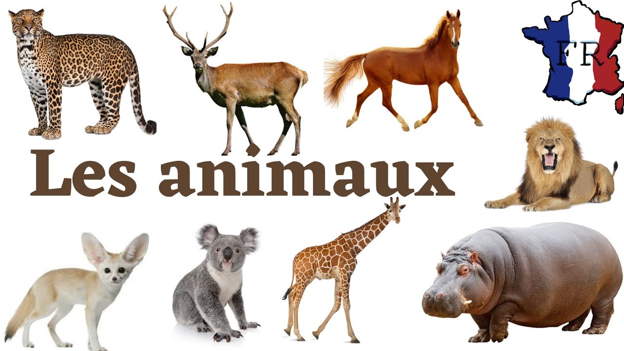 les noms des animaux en français