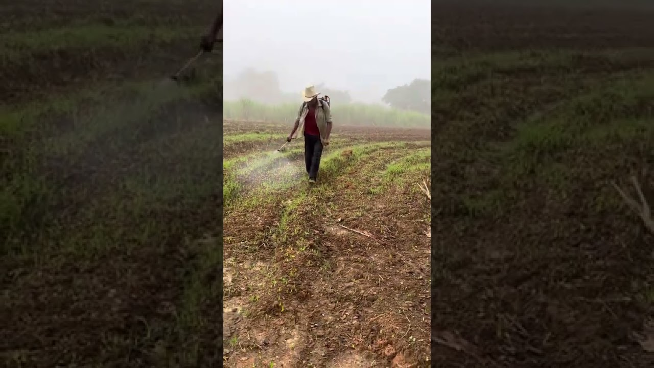 Aplicación de herbicidas premergentes en siembra de caña.