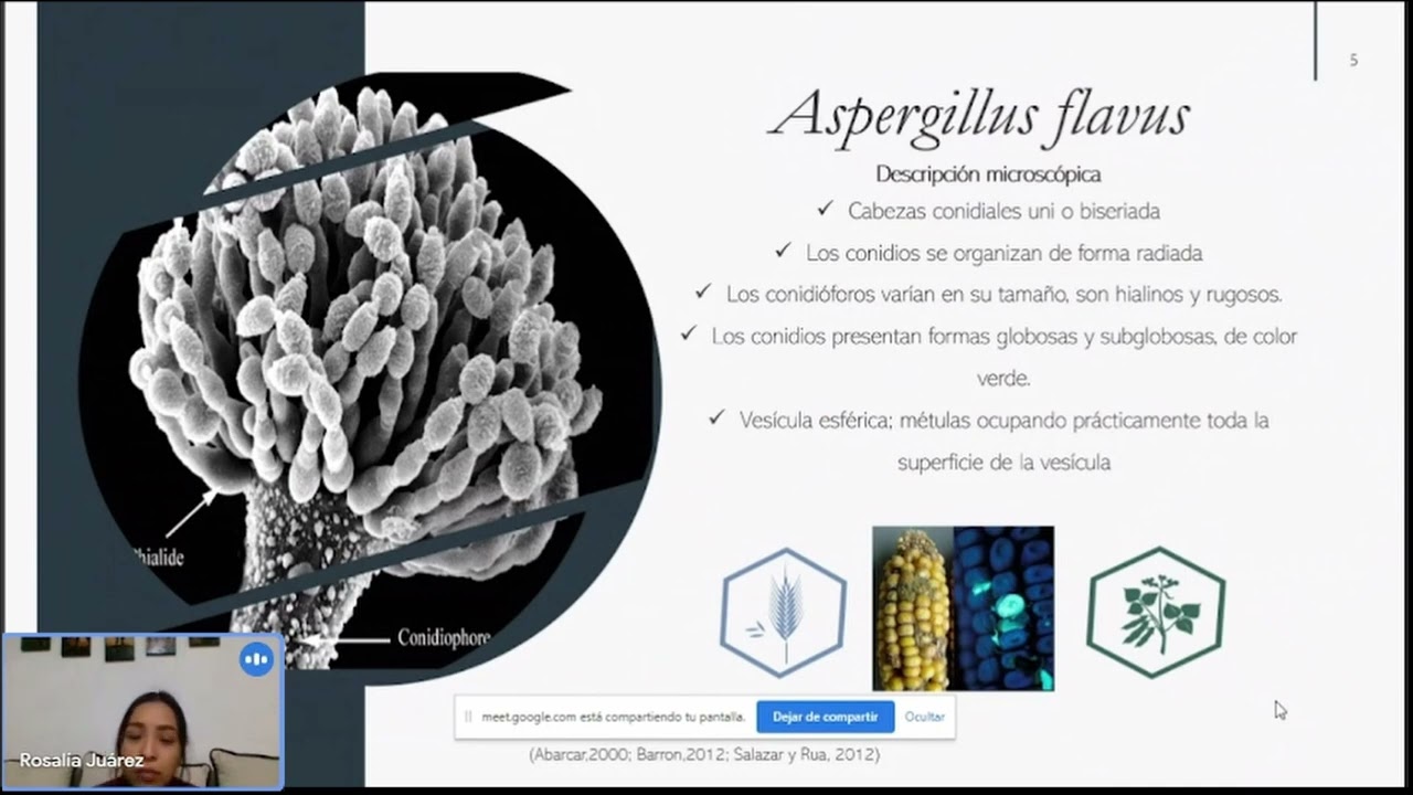 Aspergillus Flavus, productor de aflatoxinas: enemigo de la seguridad alimentaria y salud humana
