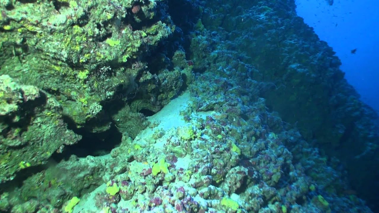 Moorea Deep Dive Highlights