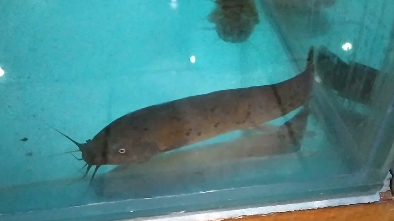 Gezenti Vlog #86 (Monster Fish İthalatı)