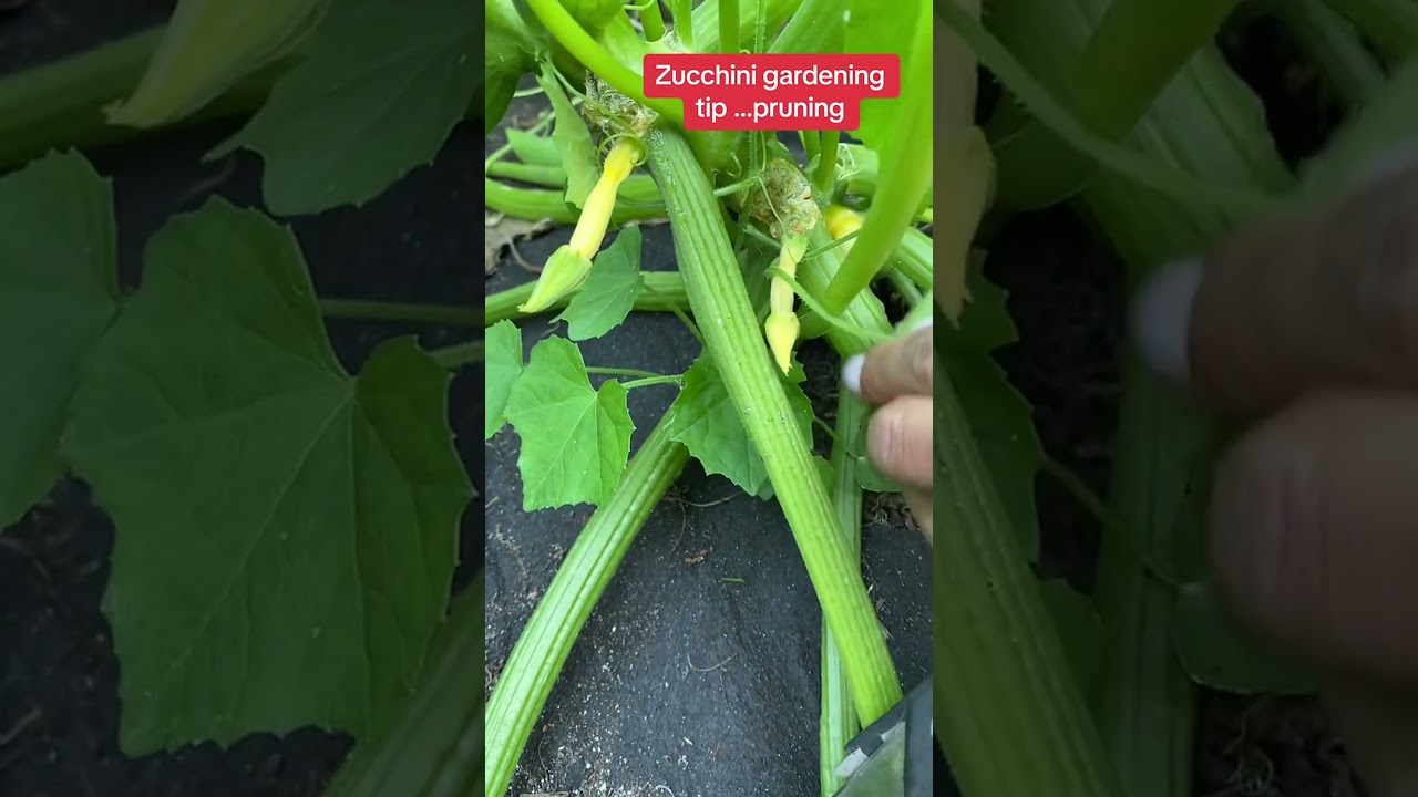 Boost your zucchini & squash harvest with simple pruning tips #vegetables
