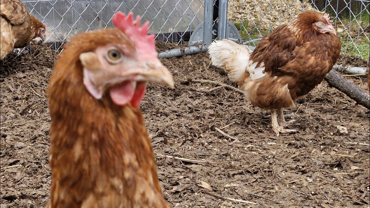 Rescue Hen has a Valentines Dust Bath ❤️