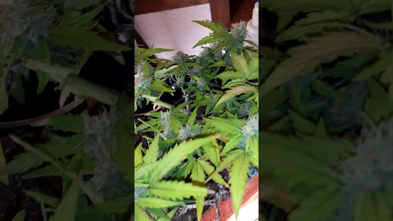 Fastbuds Auto Grapefruit