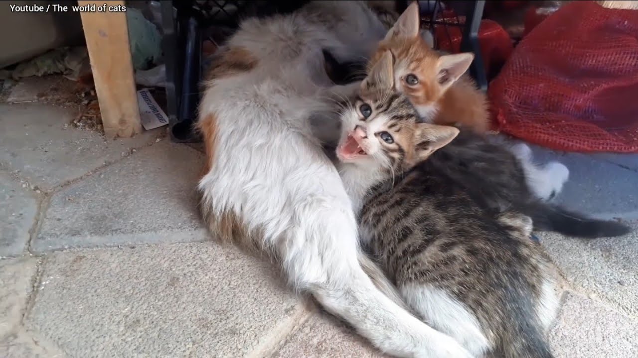 The Angry Baby Kittens are Protecting the mom.😾(Don't touch my mom)