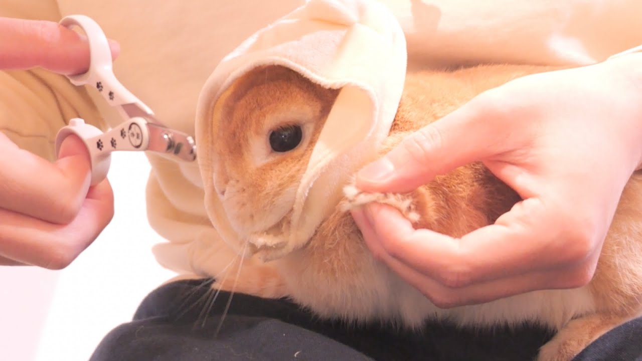 爪切りが追加されて思わず「プッ」と甲高い鼻息で不満を漏らすムギ【No.1555】