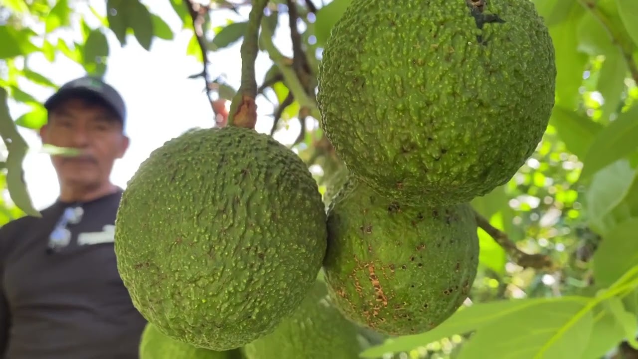 Hechos del Agro Producción de aguacate Hass en Sonsonate