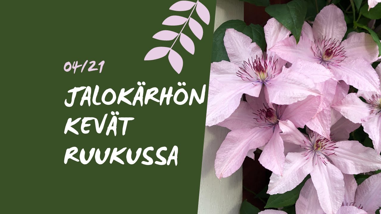 🌸JALOKÄRHÖN KEVÄTLEIKKAUS - ruukussa olevan kärhön tilannetarkistus ja leikkaus uuteen kasvukauteen🌸