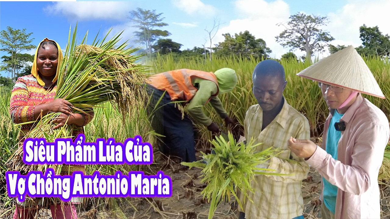 Gặt lúa nhà Antonio Maria Thuận lợi nhưng đen vì không có máy tuốt||2QVLogs Cuộc Sống Châu Phi