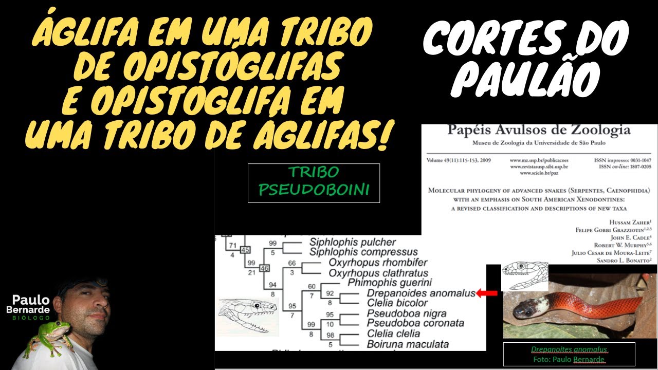 &Aacute;GLIFA EM UMA TRIBO DE OPIST&Oacute;GLIFAS E OPIST&Oacute;GLIFA EM UMA TRIBO DE &Aacute;GLIFAS! - CORTES DO PAUL&Atilde;O!