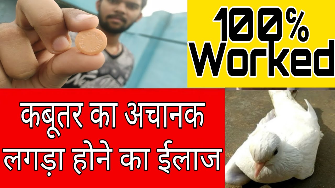 कबूतर का लंगड़ा होने का इलाज 100℅ | Kabootar Chal Nhi Pa Raha He(Sucessful Treatment)