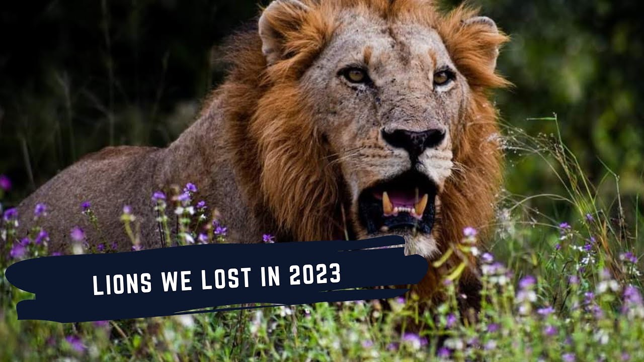 MALE LIONS WE LOST IN 2023 - SABI SAND GAME RESERVE'S FAMOUS LIONS