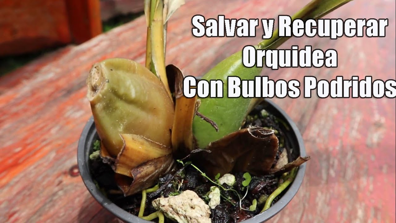 Salvar y Recuperar Orquidea con Bulbos Podridos