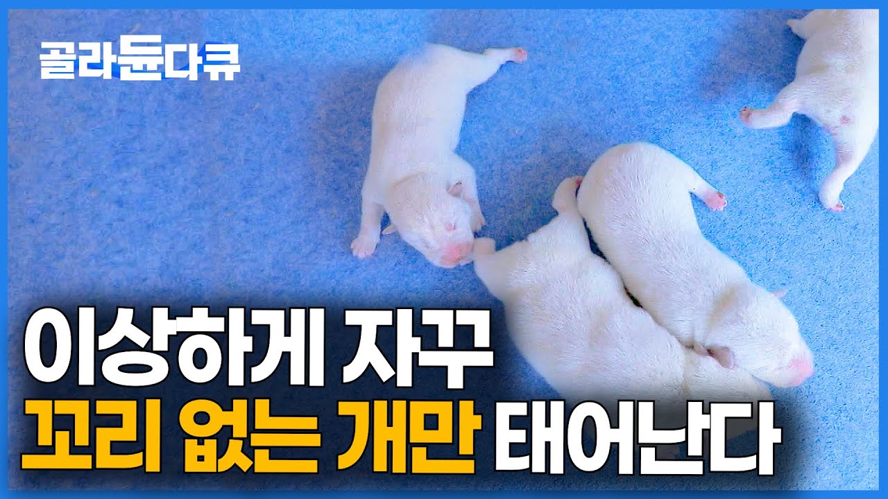 우리집 개가 천연 기념물이라고? 꼬리 없는 강아지만 태어나는 마을｜토종개 동경이 이야기｜한국기행｜#골라듄다큐