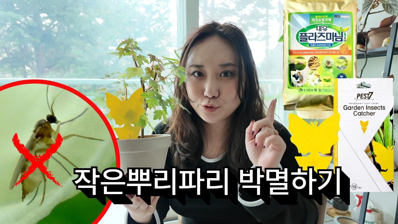 작은뿌리파리 박멸보장! 퇴치 및 예방법 총정리