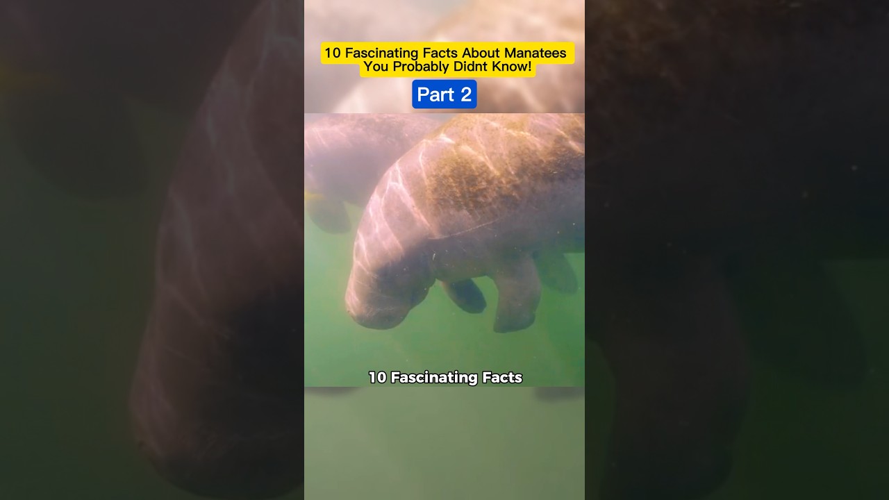 10 Fascinating Facts About Manatees You Probably Didn&rsquo;t Know! #animals #wildanimalfacts #manatee