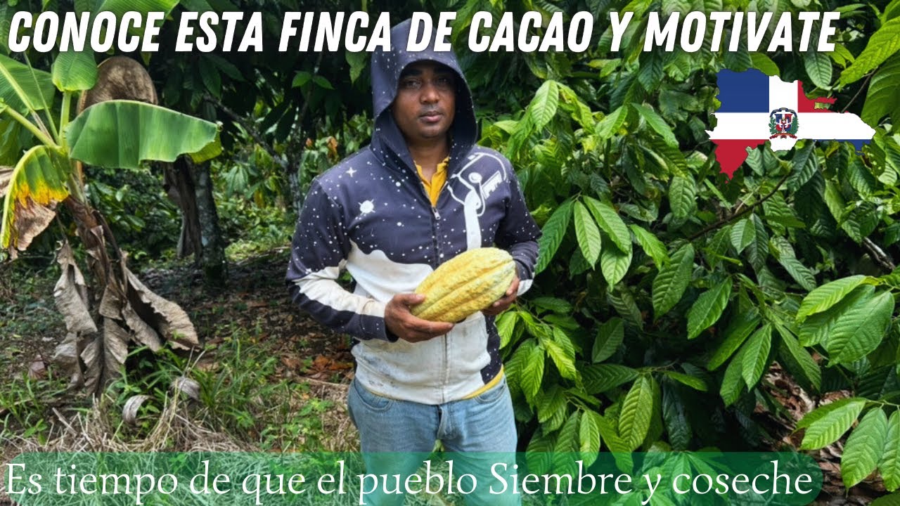 Finca con producci&oacute;n de cacao en Rep&uacute;blica Dominicana