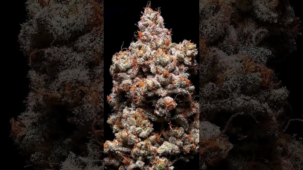 Copycat On Floraflex 🌳💪