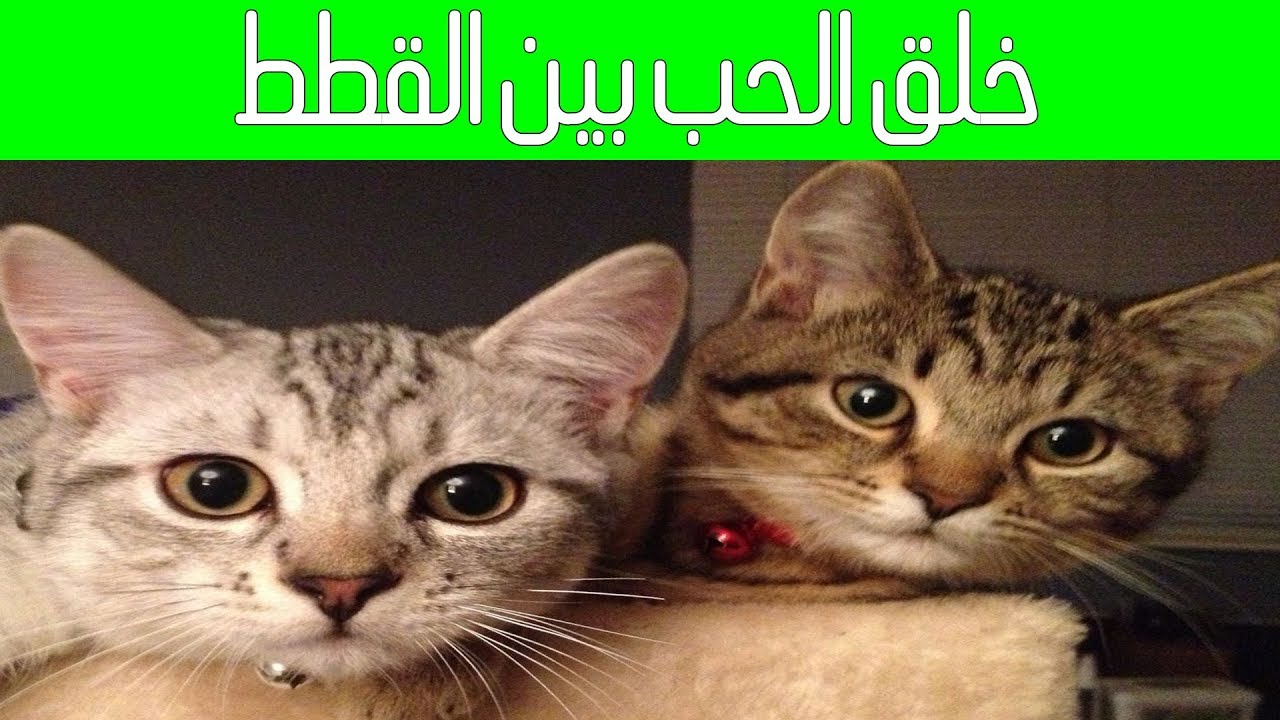 كيف تجعل قطين يحبان بعضهما ولا يتشاجران من أول لقاء