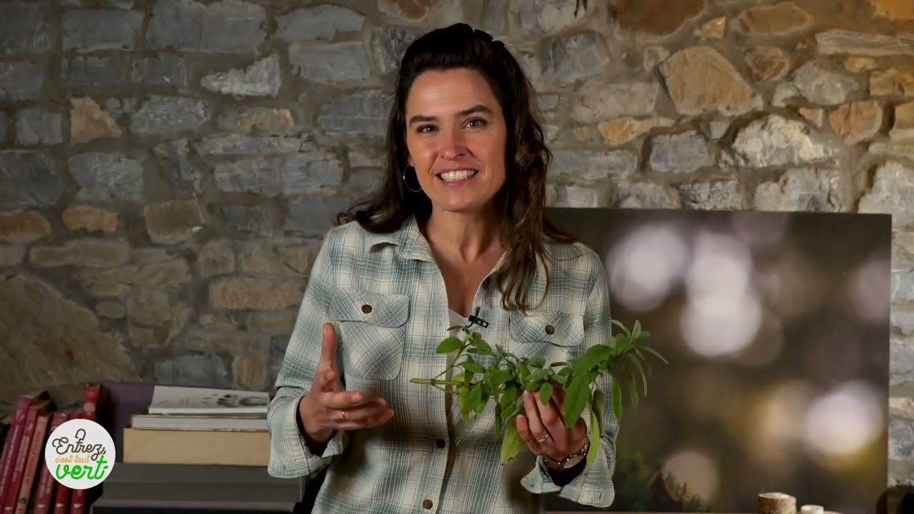 La sauge officinale : Comment la consommer ?