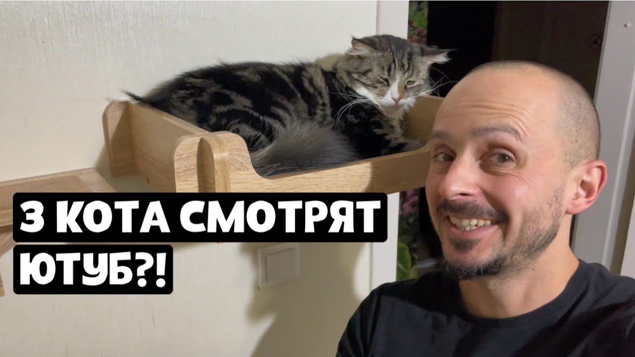 ТРИ КОТА СМОТРЯТ ЮТУБ?! Реакция котиков