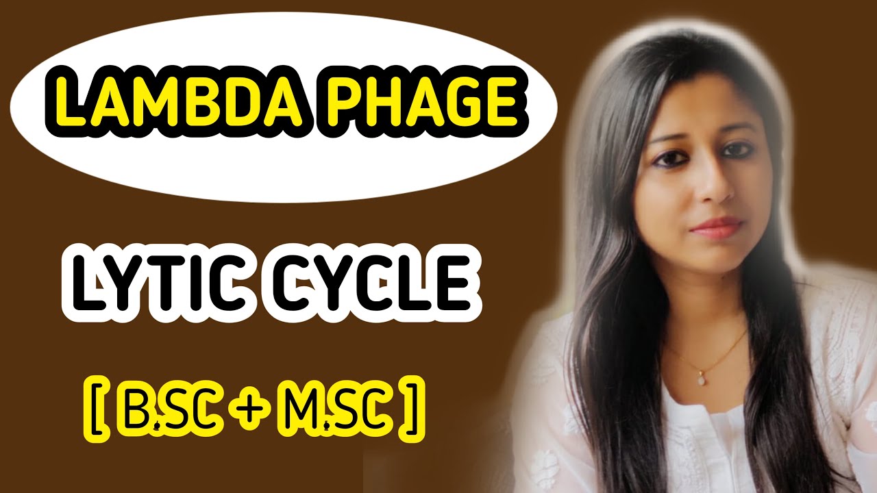 Lambda Phage Vector | Lytic cycle of Lambda phage |