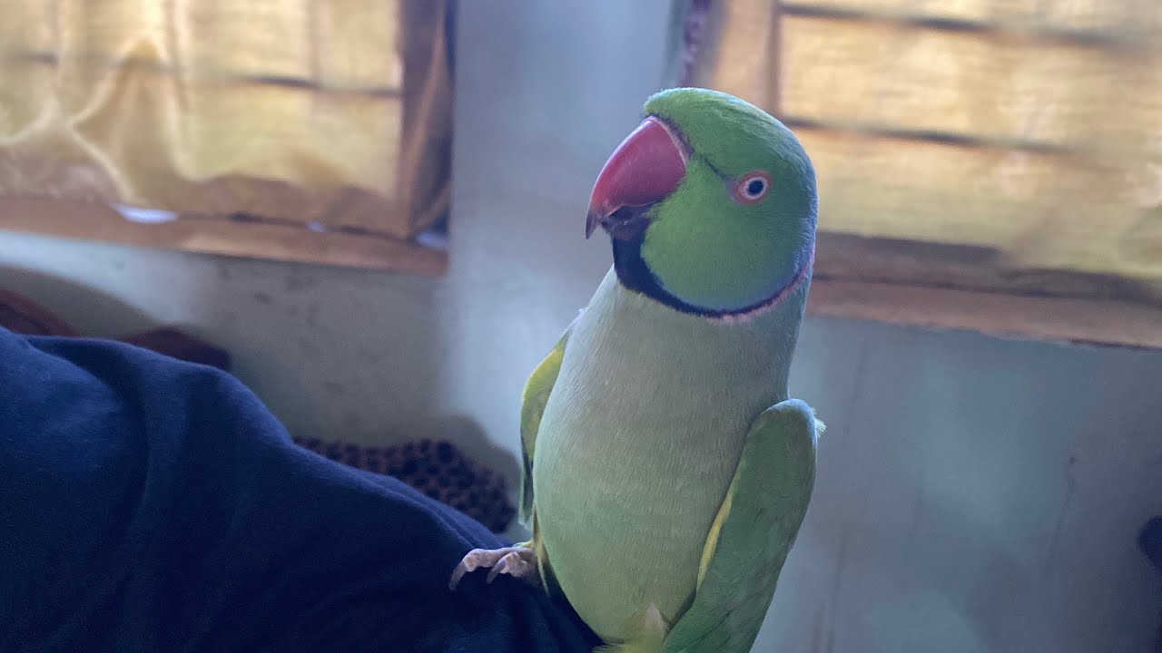 Mitthuwa ne ￼valentine’s Day pe bola I Love you 🥰 | Talking parrot Destech 