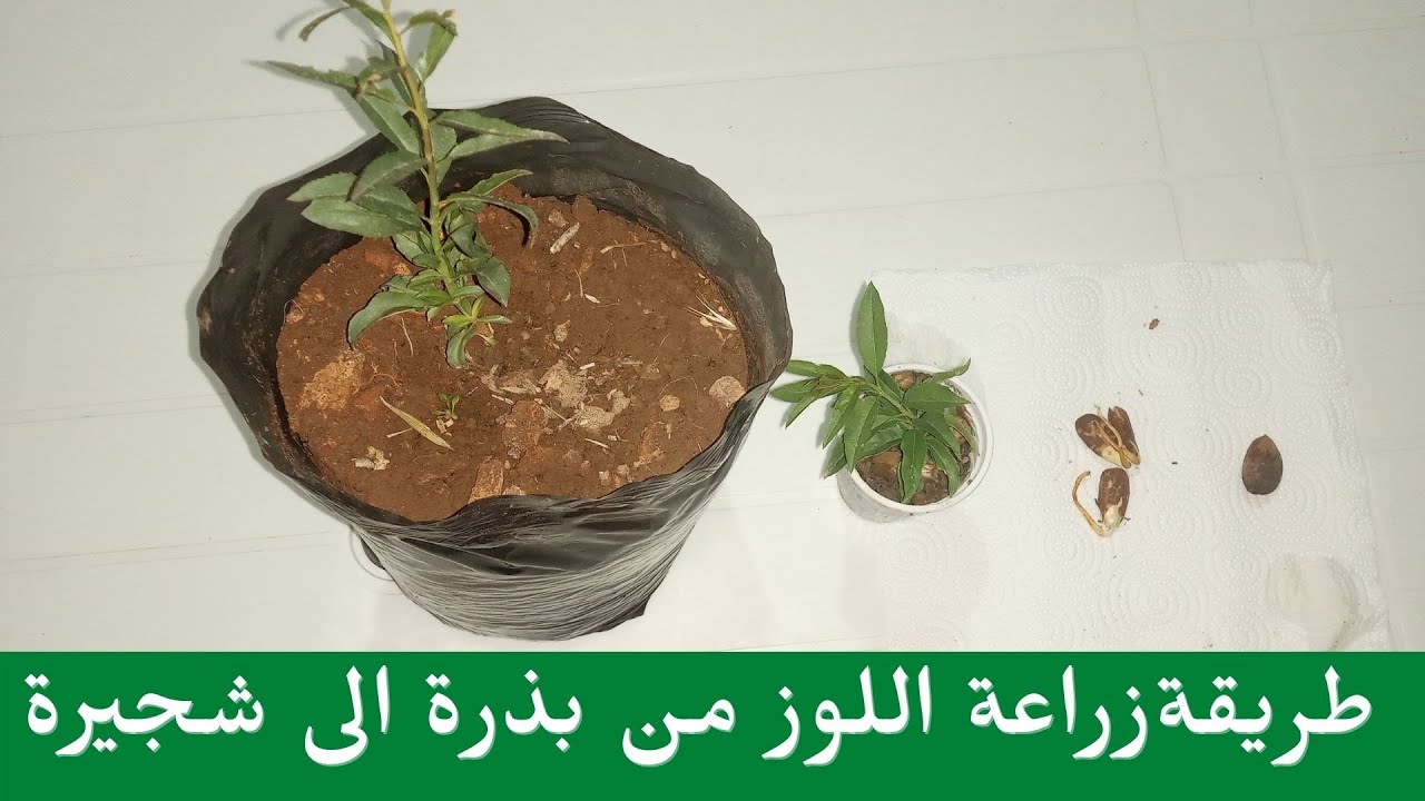 ابسط  واسهل طريقة لزراعه اللوز من البذور/غرس اللوز من بذرة الى شجيرة